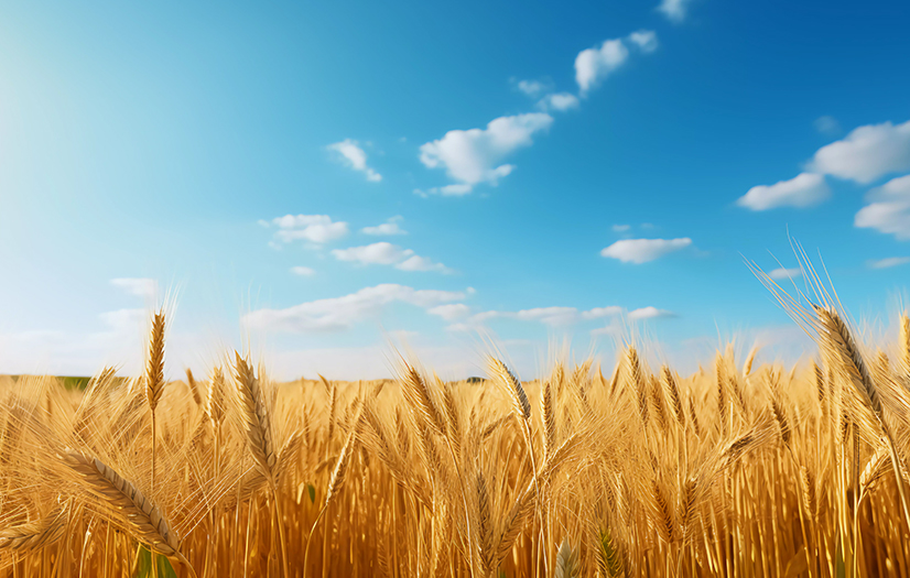 Agricultura